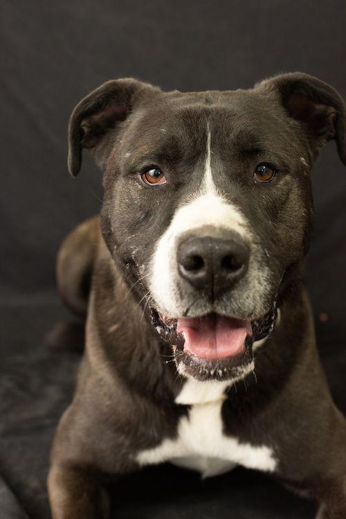 Enlarge Fernando, a Adoptable mixed breed in Yreka, CA image 3/6