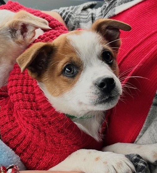 **DONNER**, Adoptable, Puppy Male Australian Cattle Dog / Blue Heeler & Australian Shepherd.