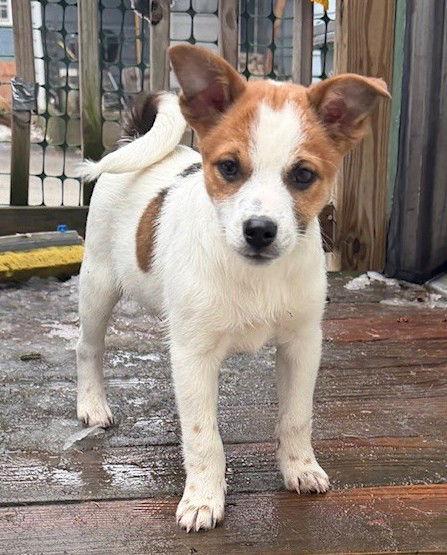 Enlarge **DONNER**, a Adoptable mixed breed in North Prairie, WI image 2/2