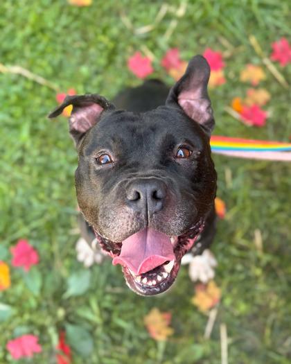 Shamu, a Adoptable Mixed Breed in Cincinnati, OH image 3/3