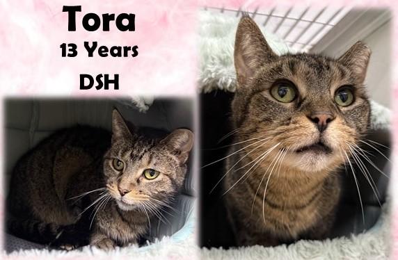 Tora, ADOPTABLE, Adult Female Domestic Short Hair.