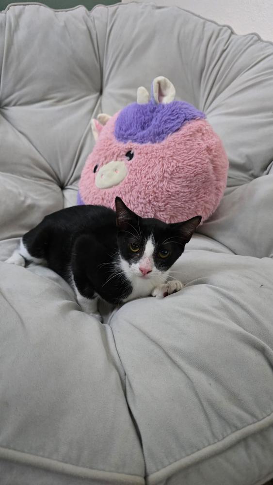 Ragatha, Adoptable, Young Female Domestic Short Hair.
