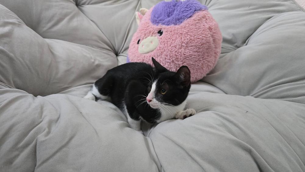 Enlarge Ragatha, a Adoptable Domestic Short Hair in Naranjito, PR image 2/2