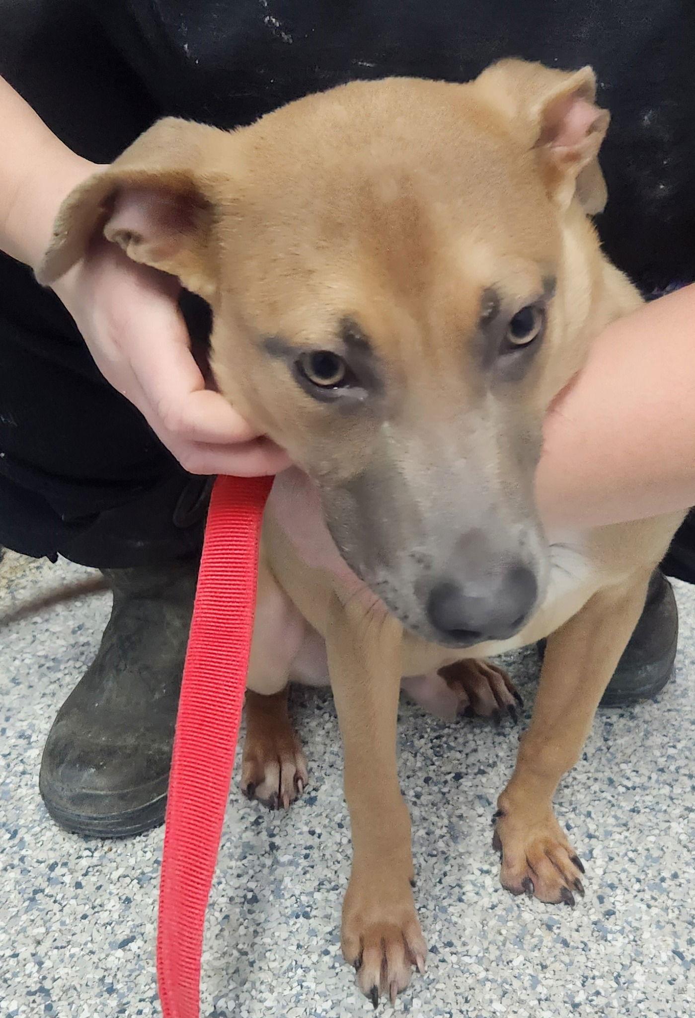 Huck, a Adoptable mixed breed in Knoxville, IA image 2/3