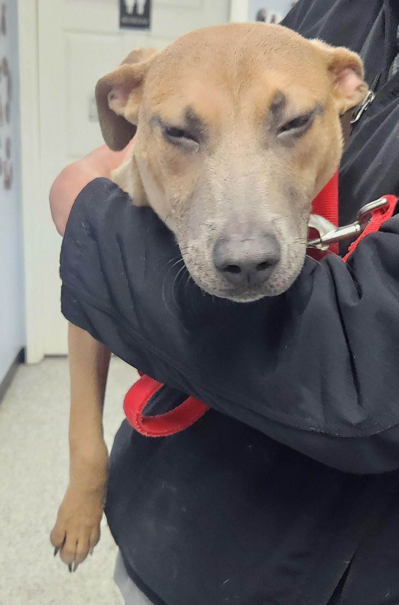 Huck, a Adoptable mixed breed in Knoxville, IA image 3/3