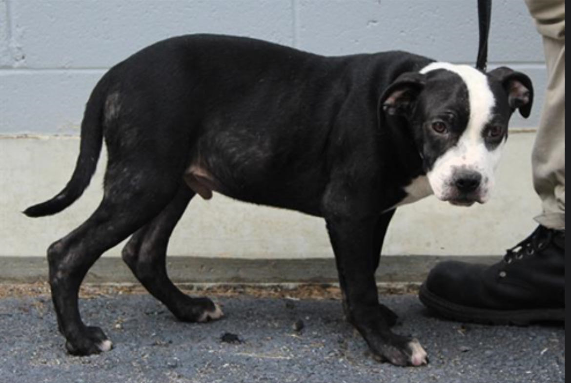 Dog for adoption Peri (URGENT WILL DIE IF HELP ISNT FOUND!), an