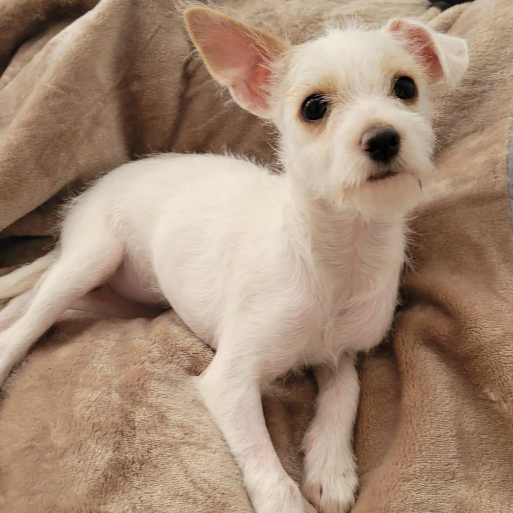 Peach, adopted, Puppy Female Terrier & Poodle.