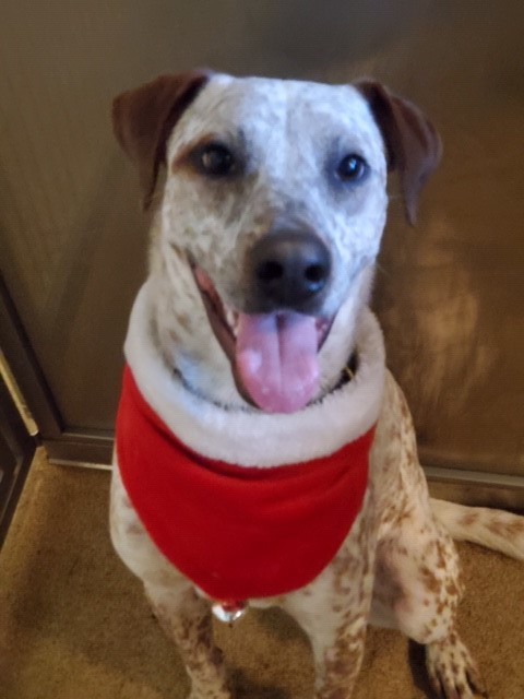 Enlarge Donald, a Adoptable mixed breed in Arlington Heights, IL image 7/11