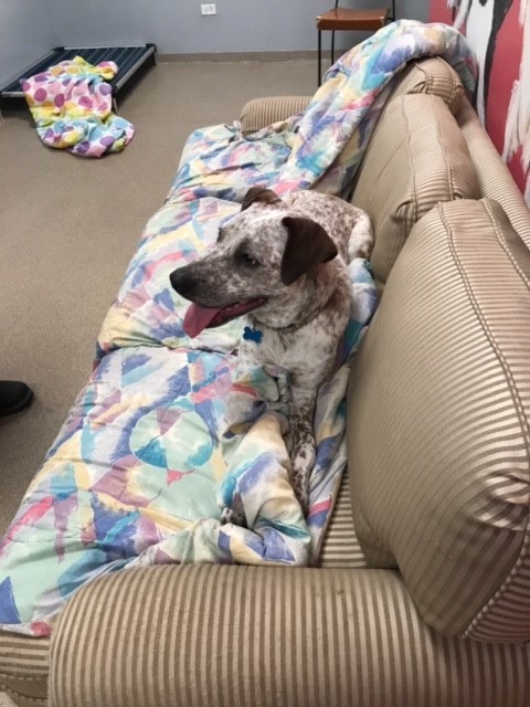 Enlarge Donald, a Adoptable mixed breed in Arlington Heights, IL image 8/11