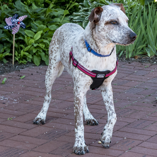 Enlarge Donald, a Adoptable mixed breed in Arlington Heights, IL image 9/11
