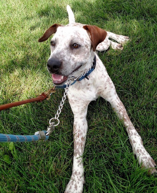 Enlarge Donald, a Adoptable mixed breed in Arlington Heights, IL image 10/11