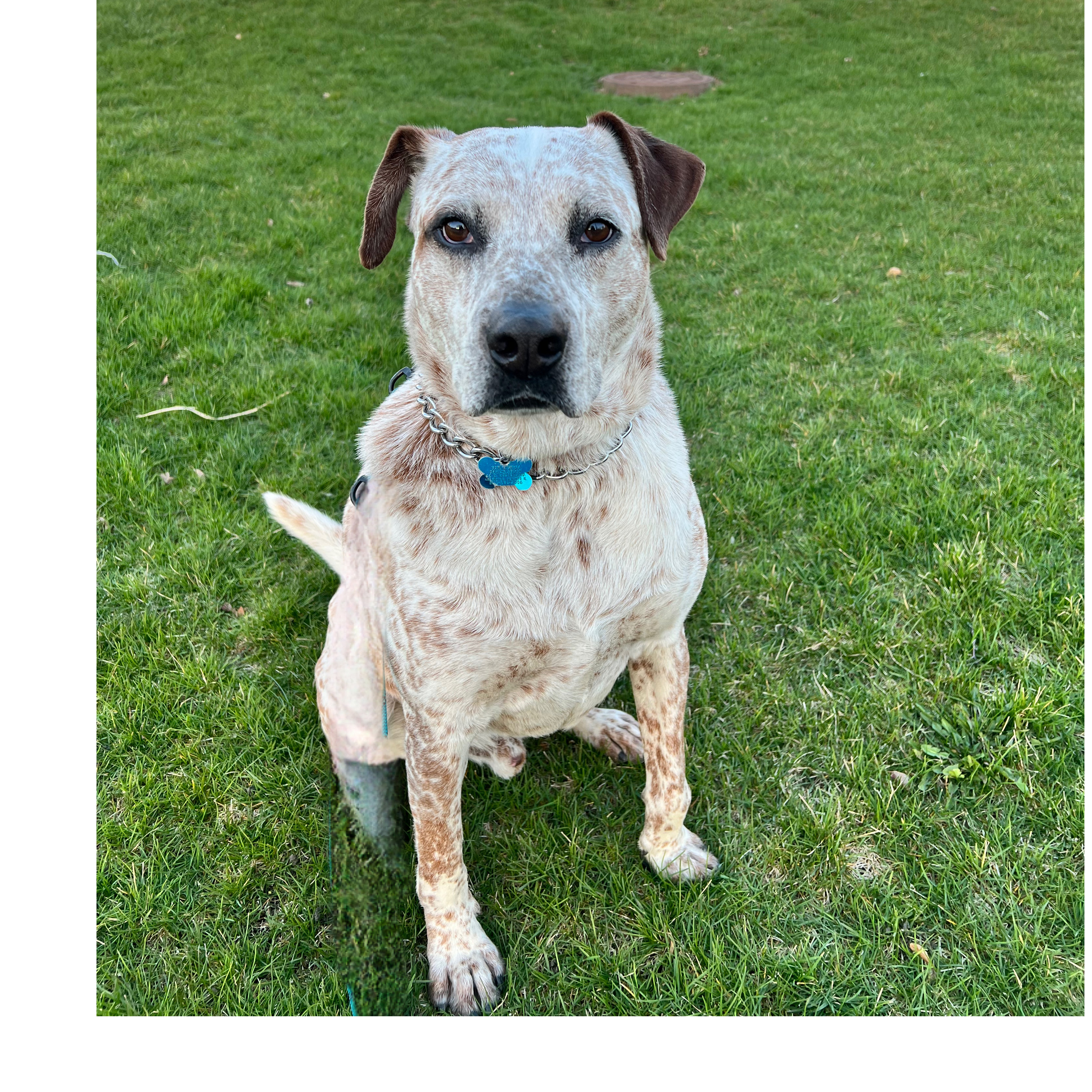 Enlarge Donald, a Adoptable mixed breed in Arlington Heights, IL image 11/11