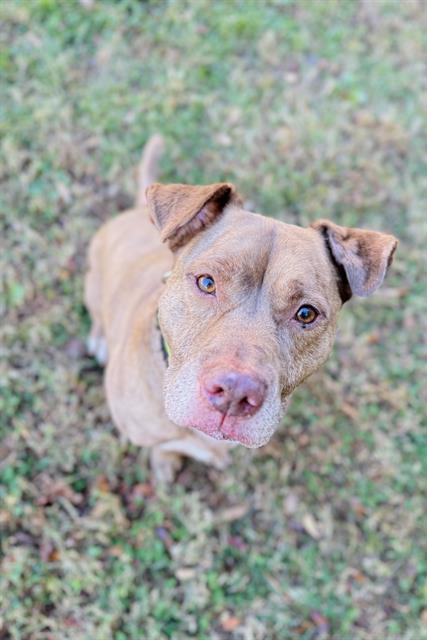 Enlarge MELO, a Adoptable Terrier in Haw River, NC image 1/1