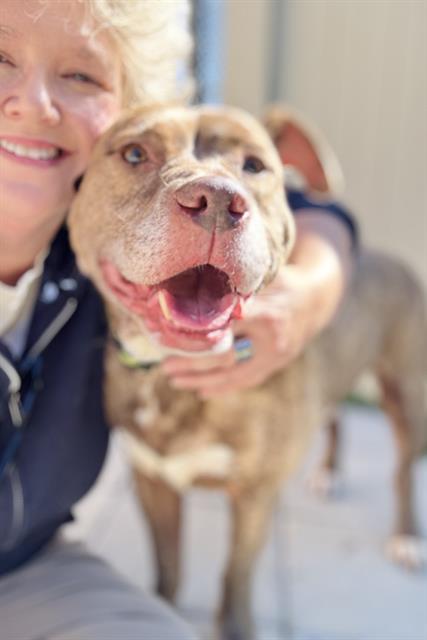 Enlarge MELO, a Adoptable Terrier in Haw River, NC image 1/1