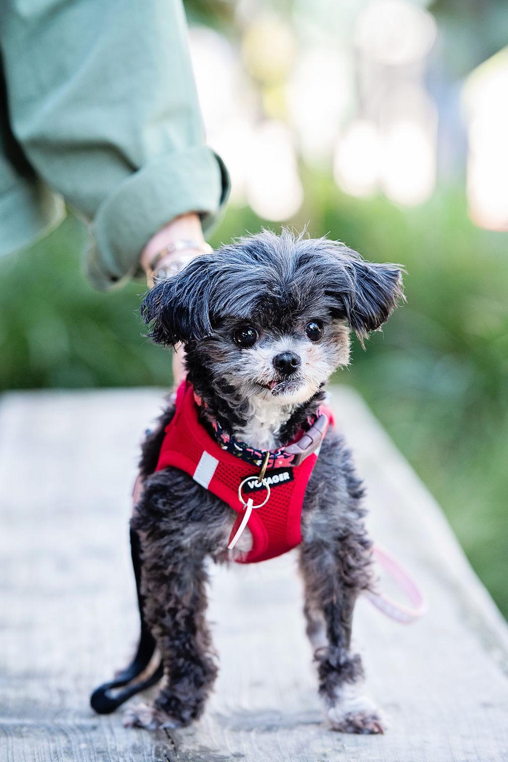 Enlarge Pinky Tuskadero, an adopted mixed breed in Los Angeles, CA image 4/6