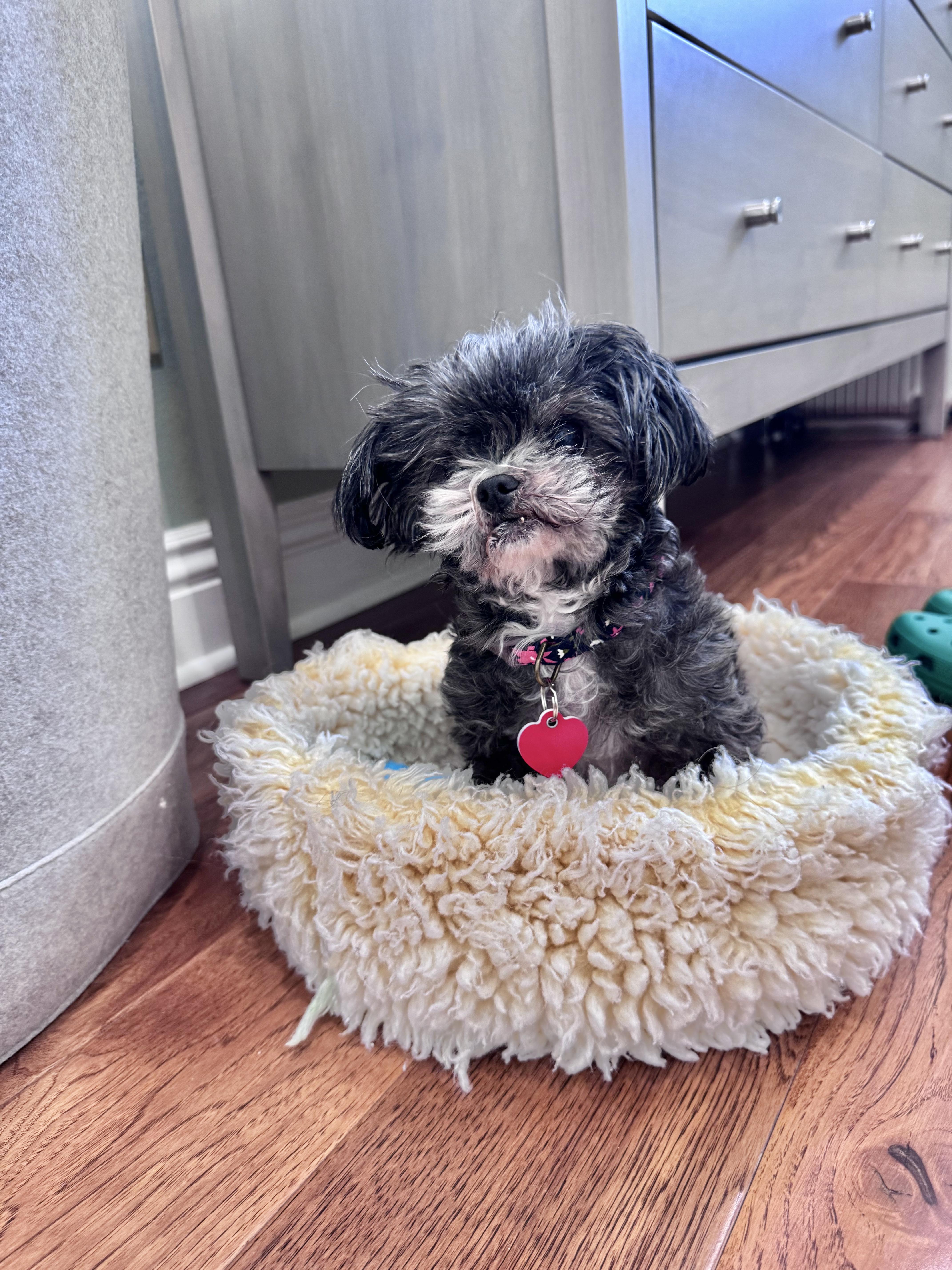 Enlarge Pinky Tuskadero, an adopted mixed breed in Los Angeles, CA image 2/6