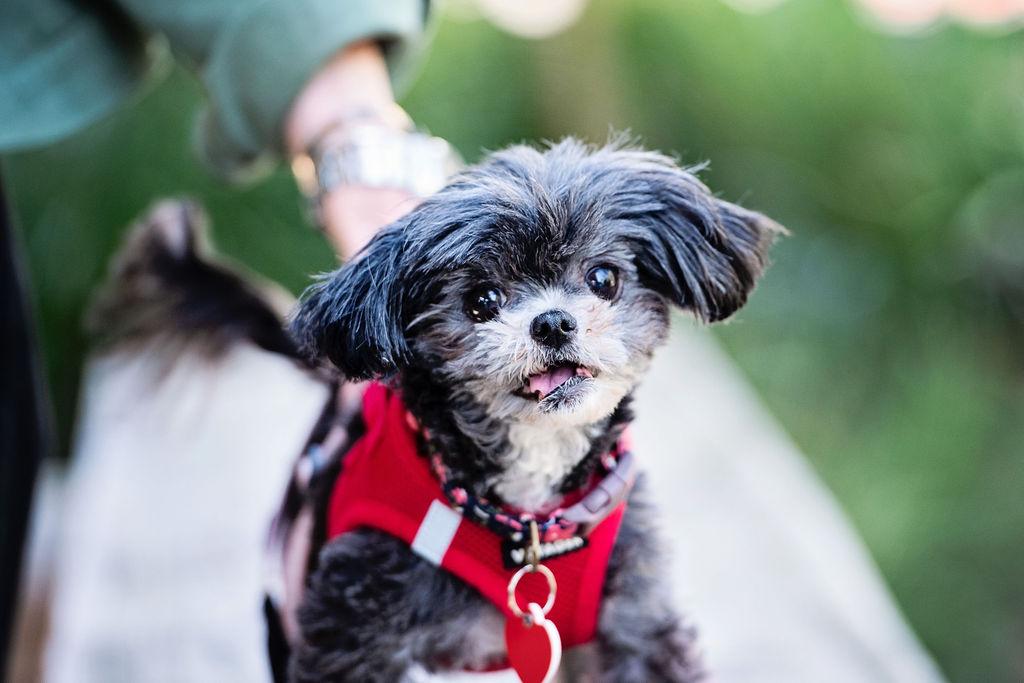 Pinky Tuskadero, adopted, Senior Female Maltese & Shih Tzu.