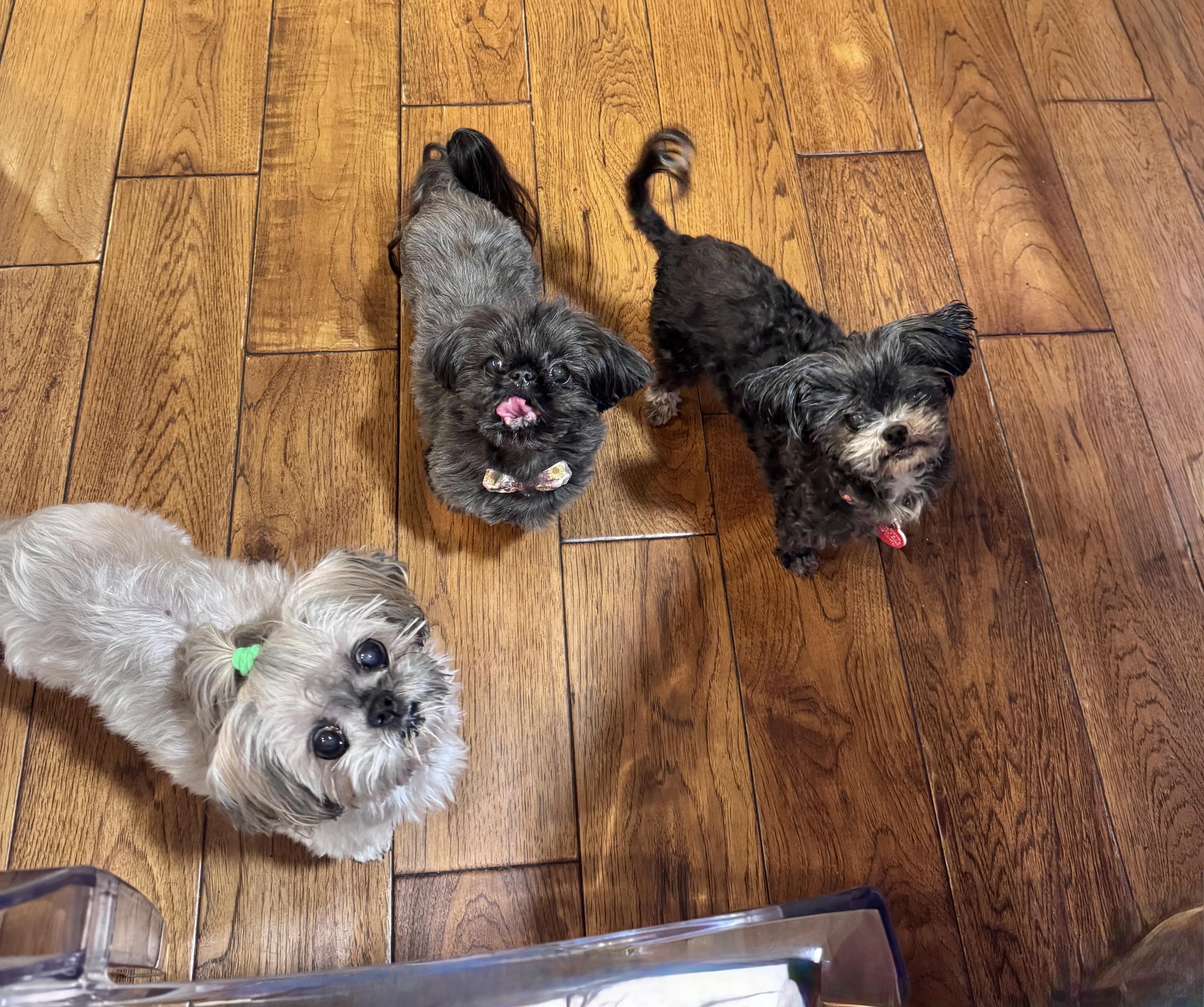 Enlarge Pinky Tuskadero, an adopted mixed breed in Los Angeles, CA image 3/6