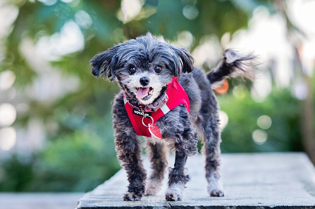 Enlarge Pinky Tuskadero, an adopted mixed breed in Los Angeles, CA image 6/6