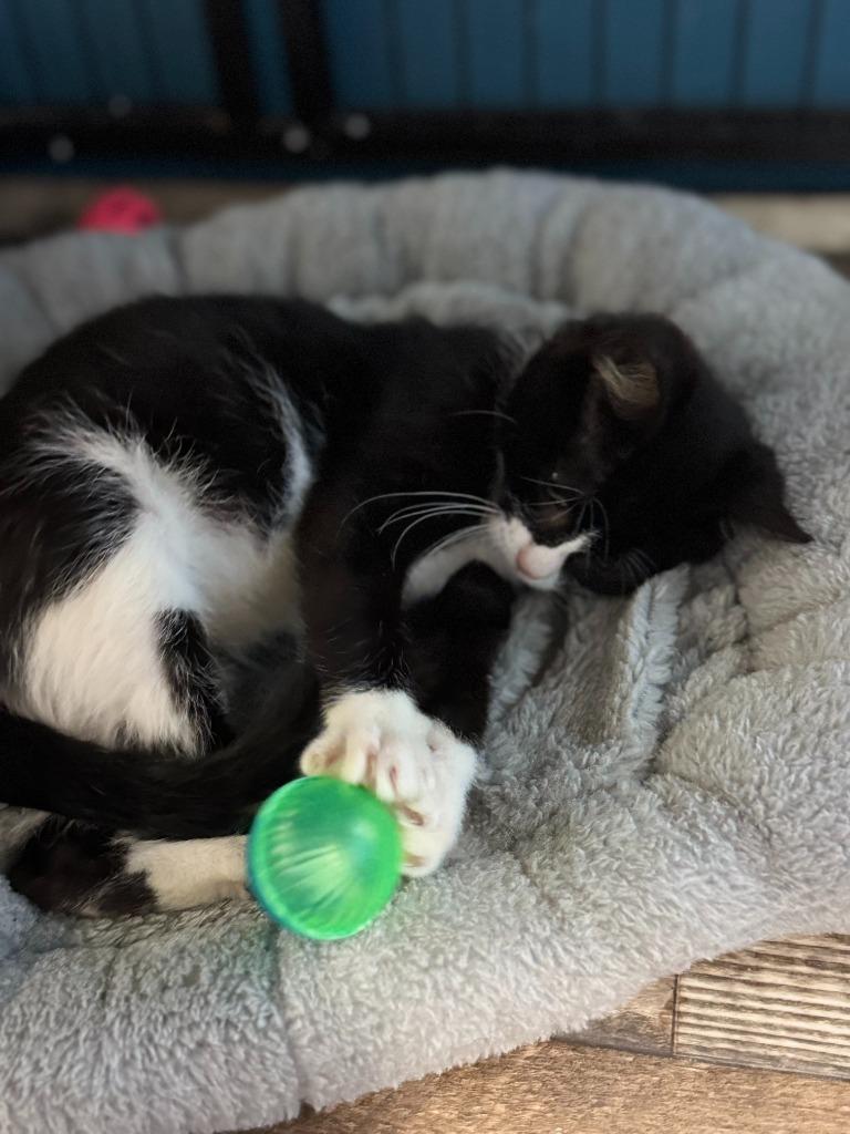 Enlarge Norma, a Adoptable mixed breed in Algona, IA image 2/6