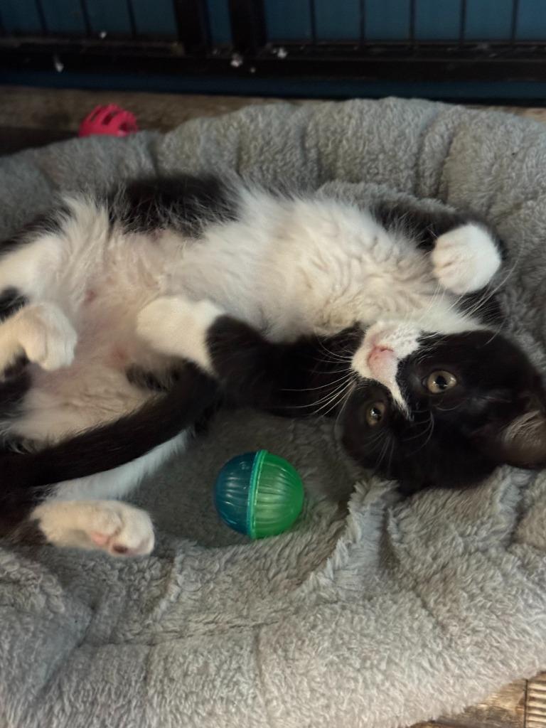 Enlarge Norma, a Adoptable mixed breed in Algona, IA image 4/6