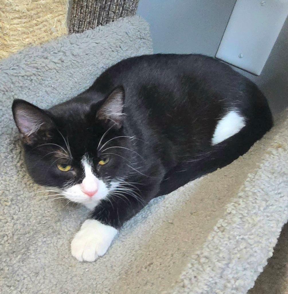 Enlarge Norma, a Adoptable mixed breed in Algona, IA image 4/6