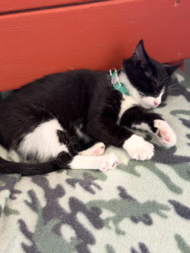 Enlarge Norma, a Adoptable mixed breed in Algona, IA image 5/6