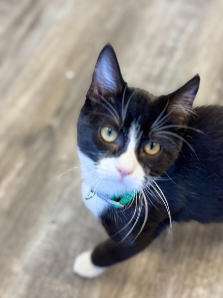 Enlarge Norma, a Adoptable mixed breed in Algona, IA image 6/6