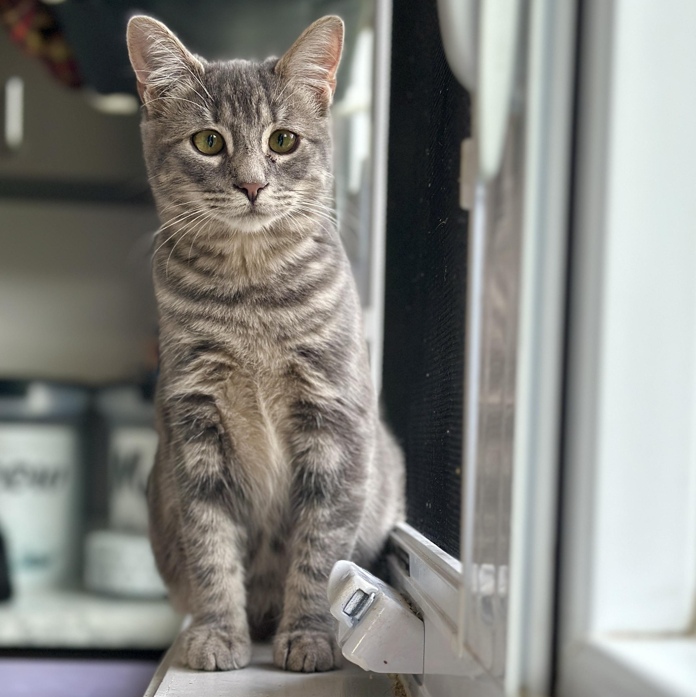 Enlarge Ashes, a Adoptable Domestic Short Hair in Victor, NY image 4/6