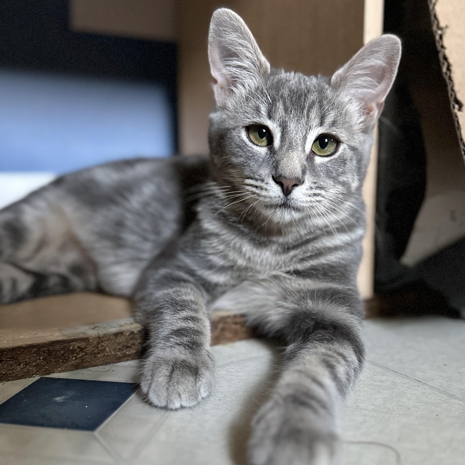 Enlarge Ashes, a Adoptable Domestic Short Hair in Victor, NY image 5/6