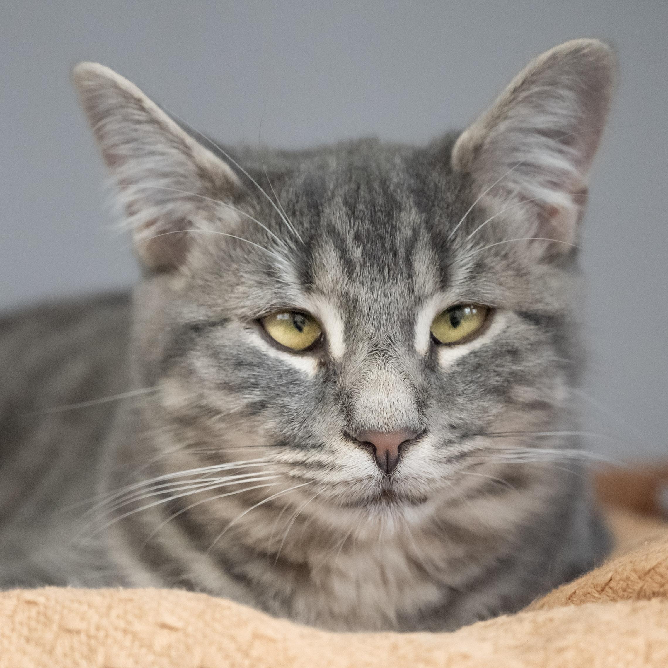 Enlarge Ashes, a Adoptable Domestic Short Hair in Victor, NY image 3/6