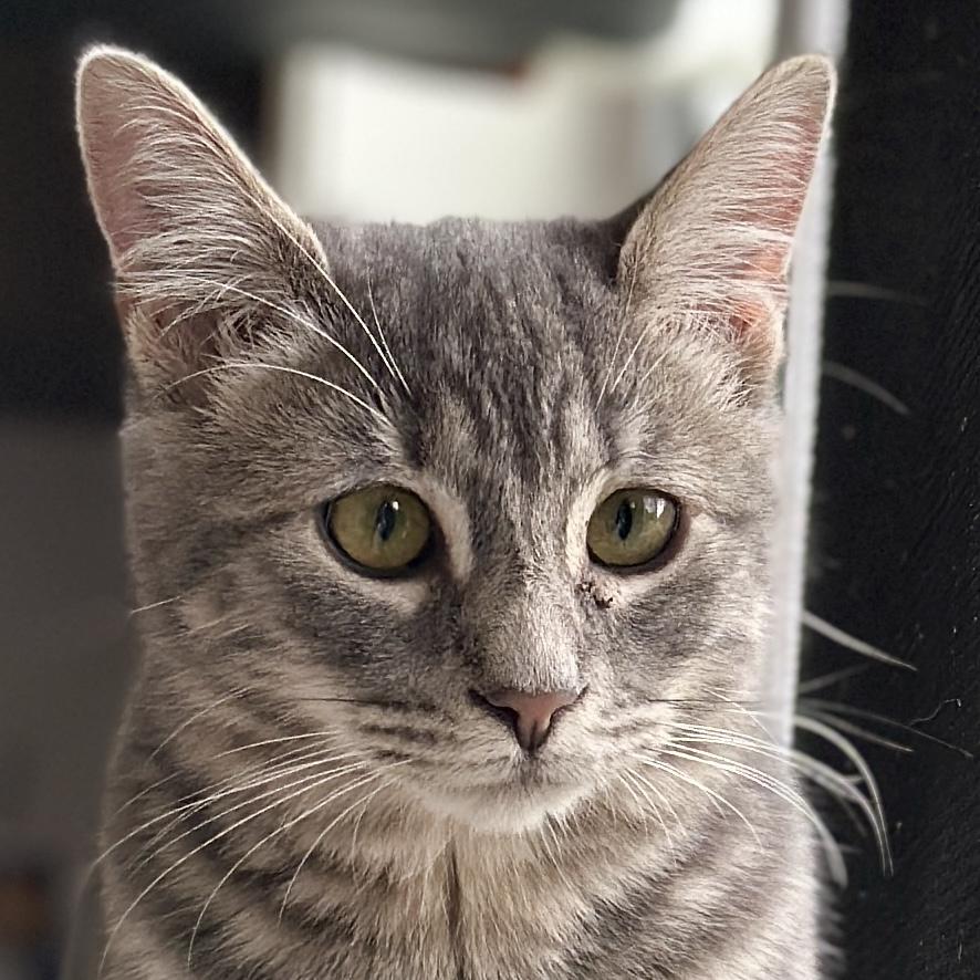 Enlarge Ashes, a Adoptable Domestic Short Hair in Victor, NY image 1/6