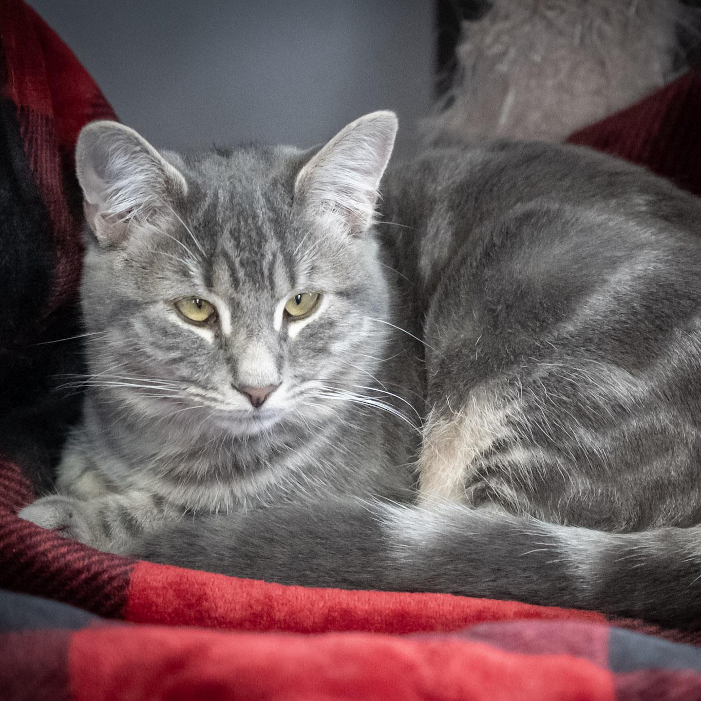 Enlarge Ashes, a Adoptable Domestic Short Hair in Victor, NY image 2/6