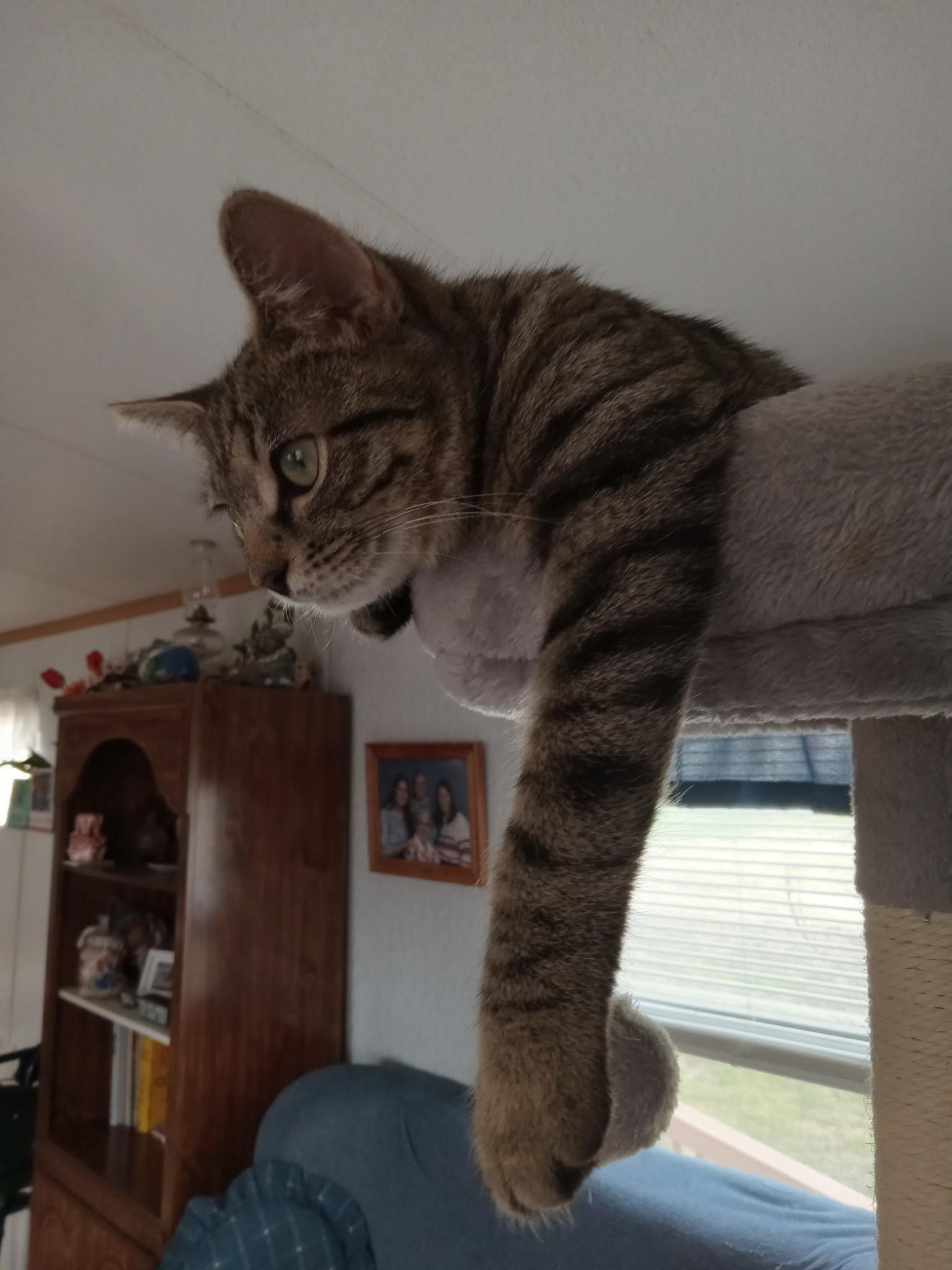 Enlarge Titan, an adopted Tabby in Charlotte, NC image 2/4