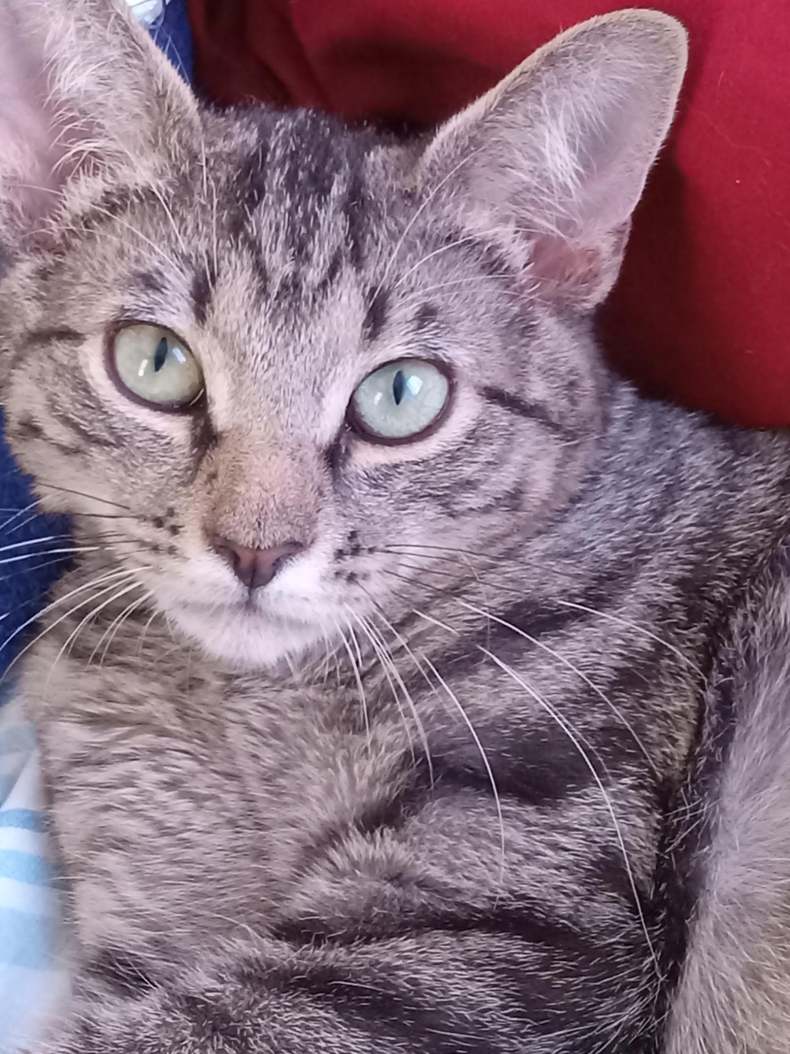 Enlarge Titan, an adopted Tabby in Charlotte, NC image 1/4