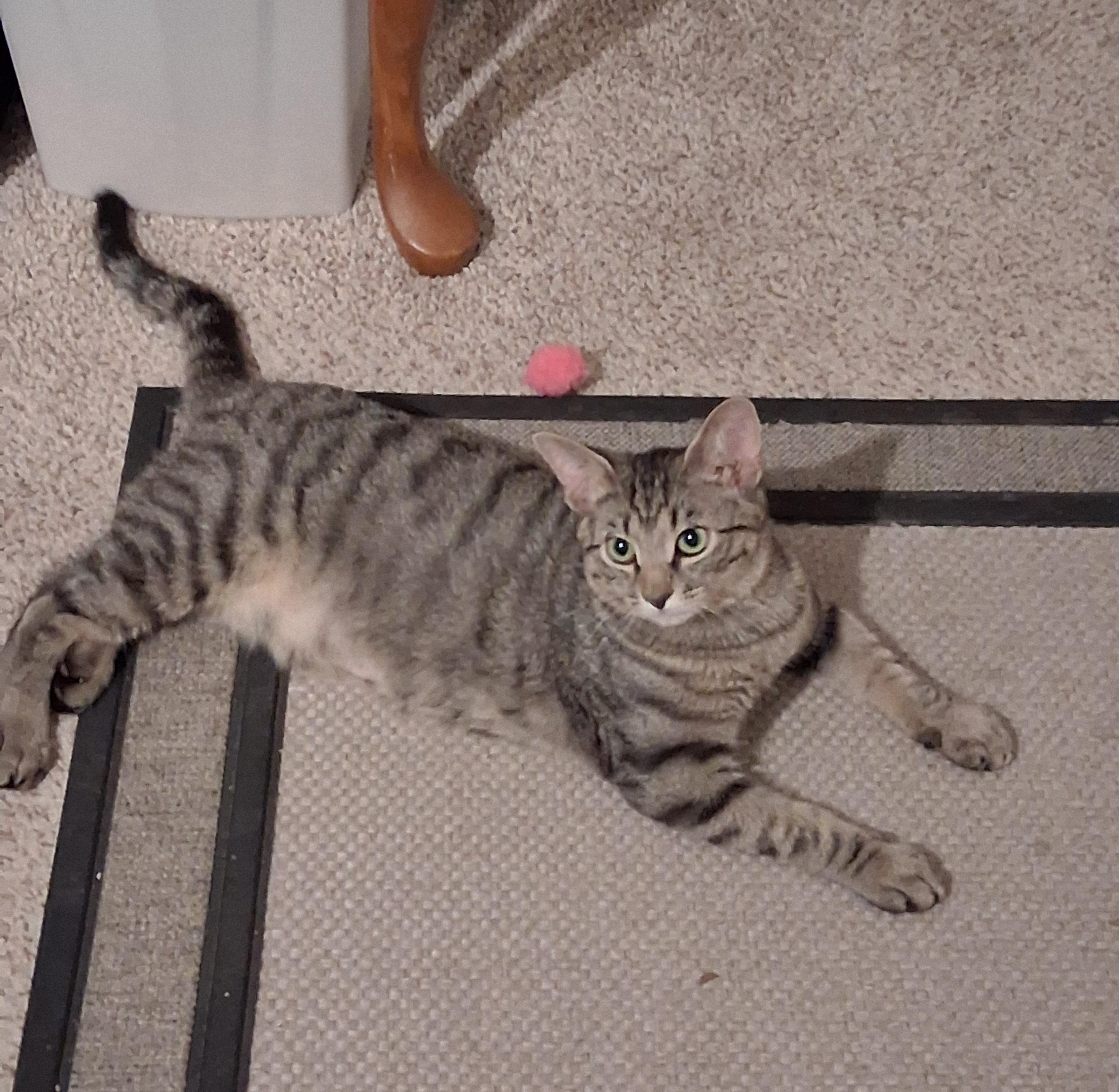 Enlarge Titan, an adopted Tabby in Charlotte, NC image 3/4