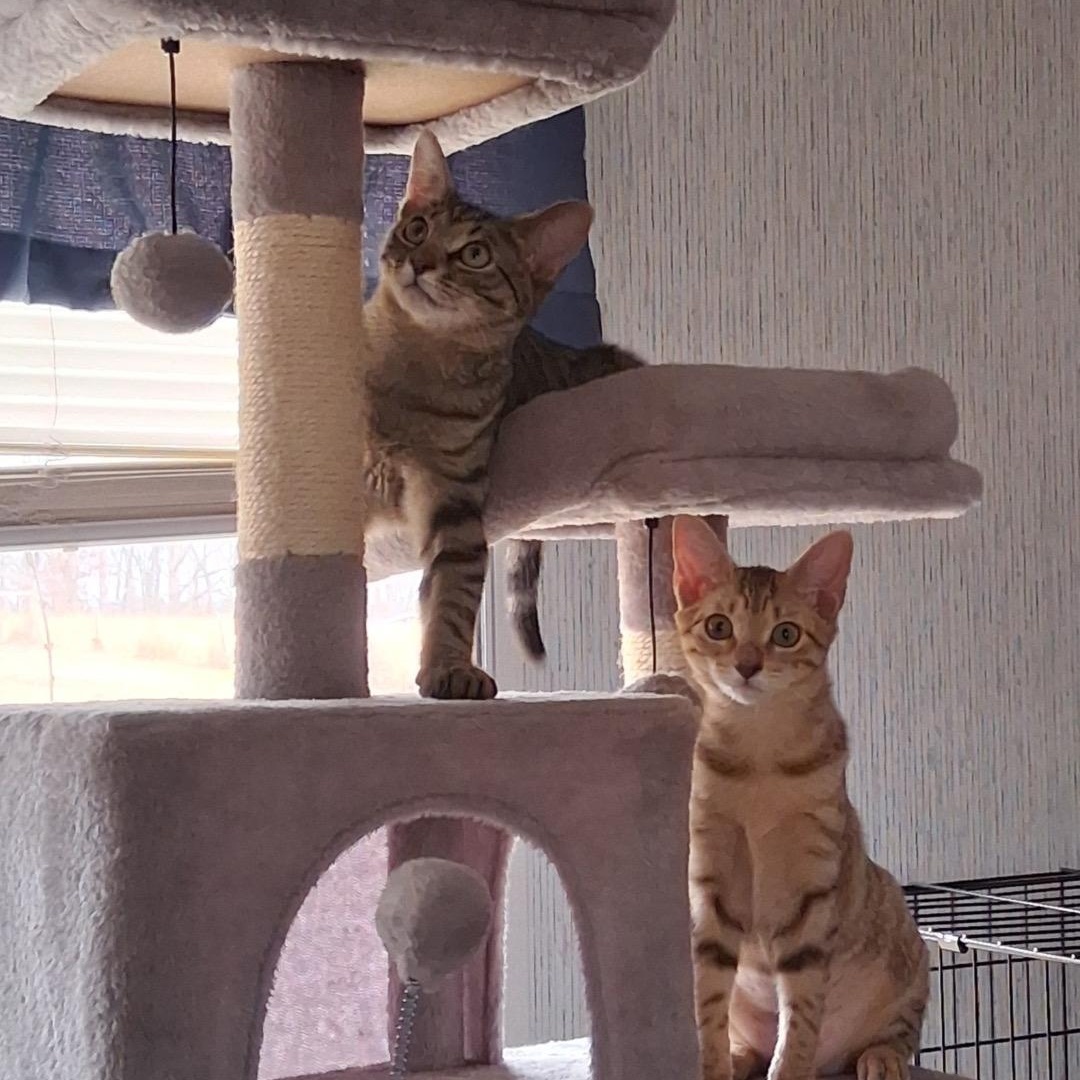 Enlarge Titan, an adopted Tabby in Charlotte, NC image 4/4