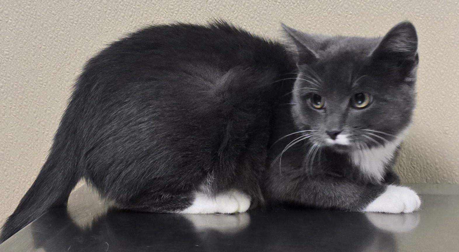 Jane, adoptable, Kitten Female Domestic Short Hair.