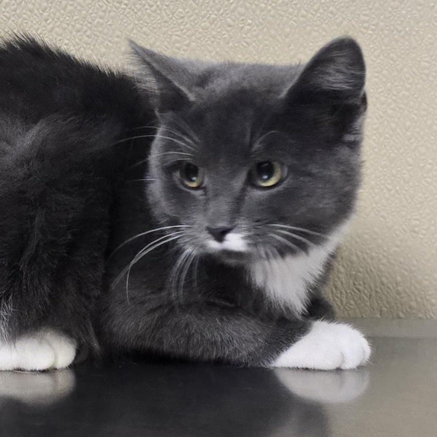 Enlarge Jane, an adoptable mixed breed in Brainerd, MN image 2/2