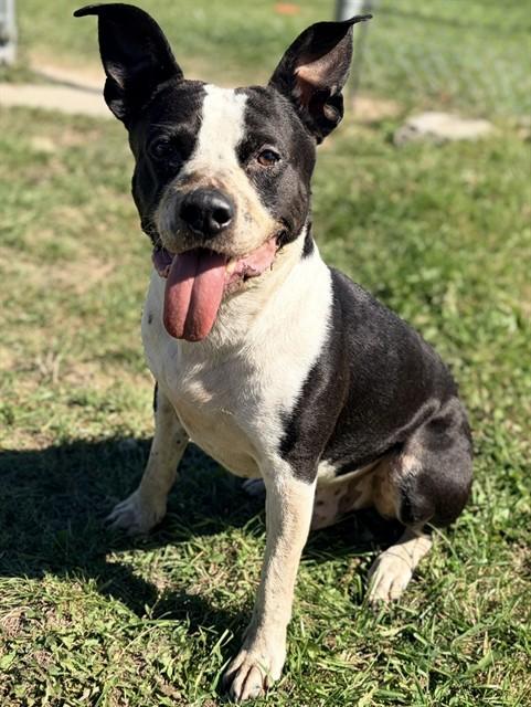 BLANCO, Adoptable, Adult Male American Bulldog & Mixed Breed.