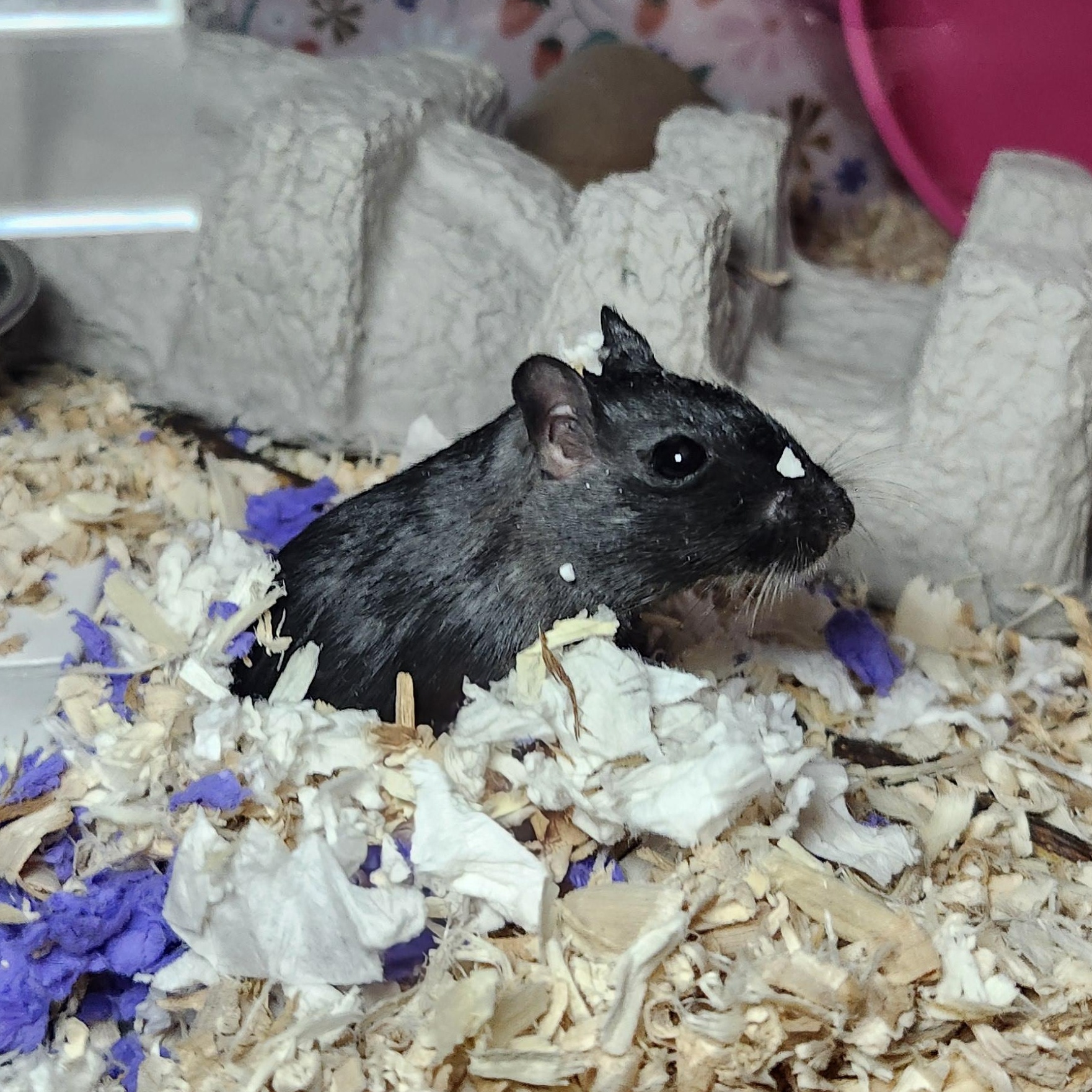 Michonne, Adoptable, Adult Female Gerbil.