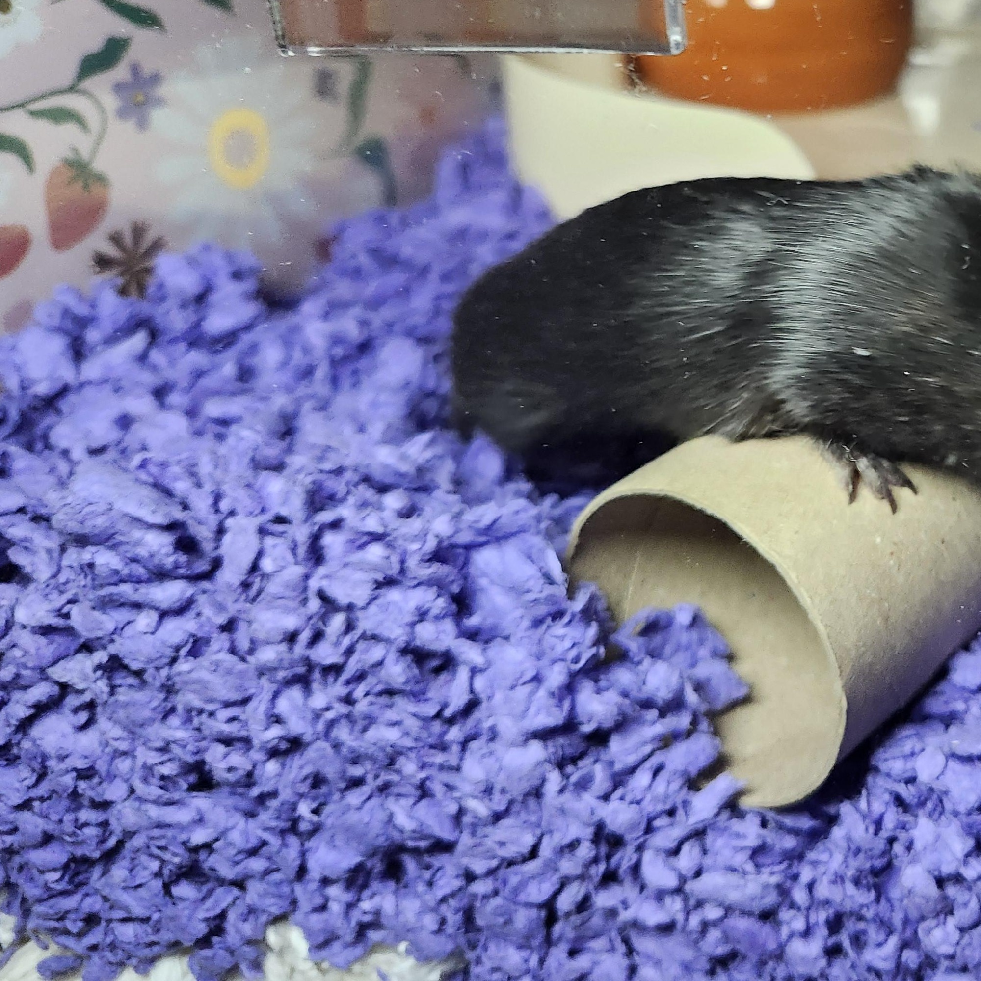 Enlarge Michonne, a Adoptable Gerbil in West Chester, OH image 3/4