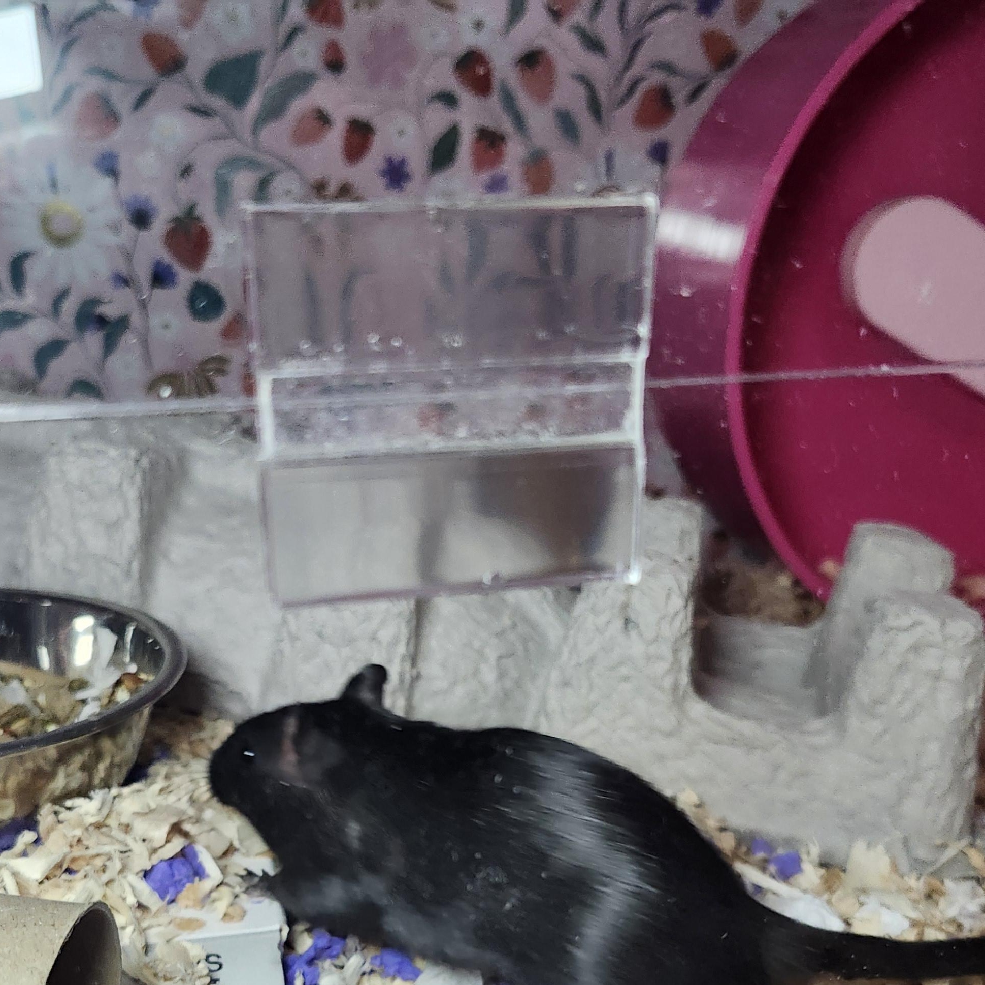 Enlarge Michonne, a Adoptable Gerbil in West Chester, OH image 4/4