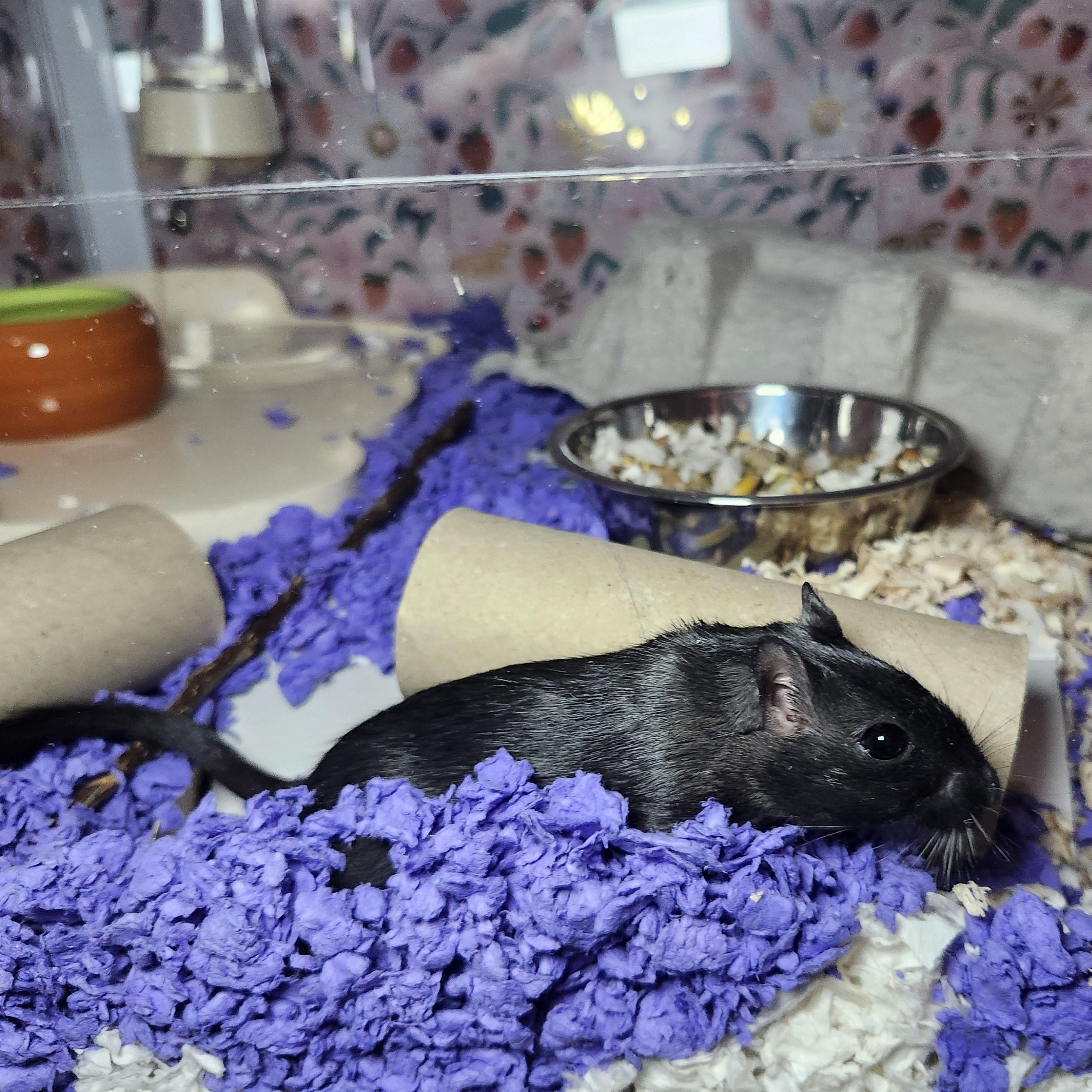 Enlarge Michonne, a Adoptable Gerbil in West Chester, OH image 2/4