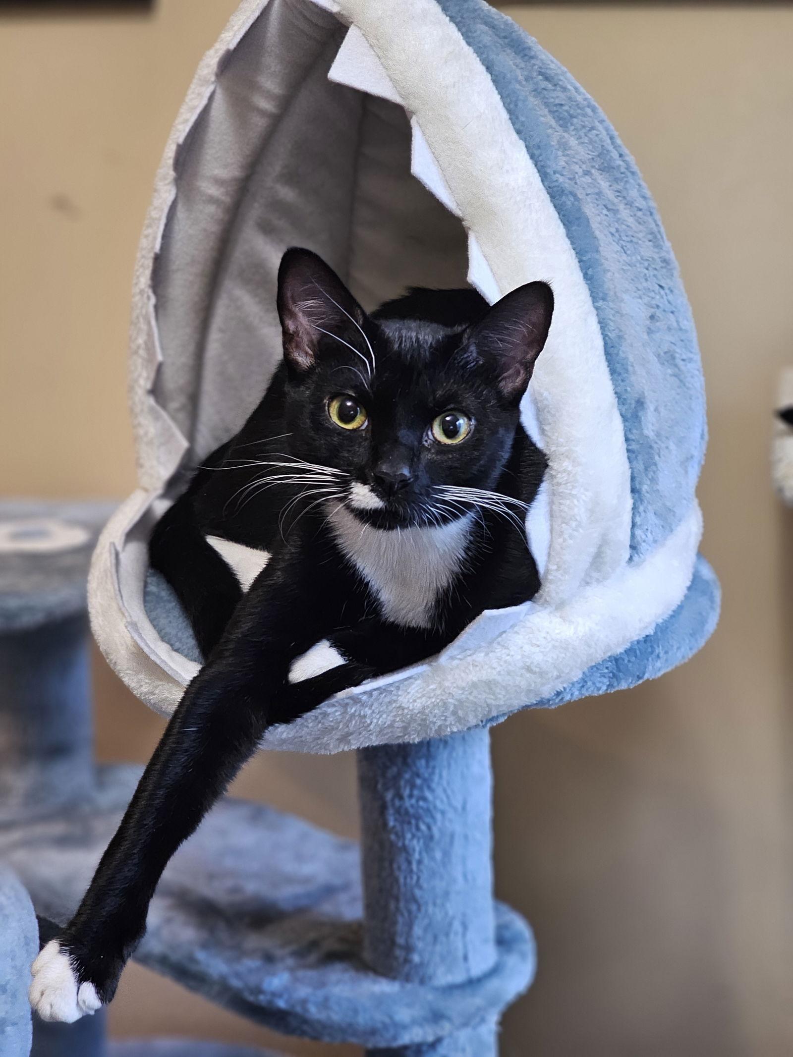 Enlarge Gretchen, a Adopted Tuxedo in Auburn, GA image 1/3