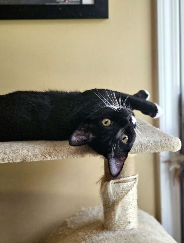 Enlarge Gretchen, a Adopted Tuxedo in Auburn, GA image 2/3