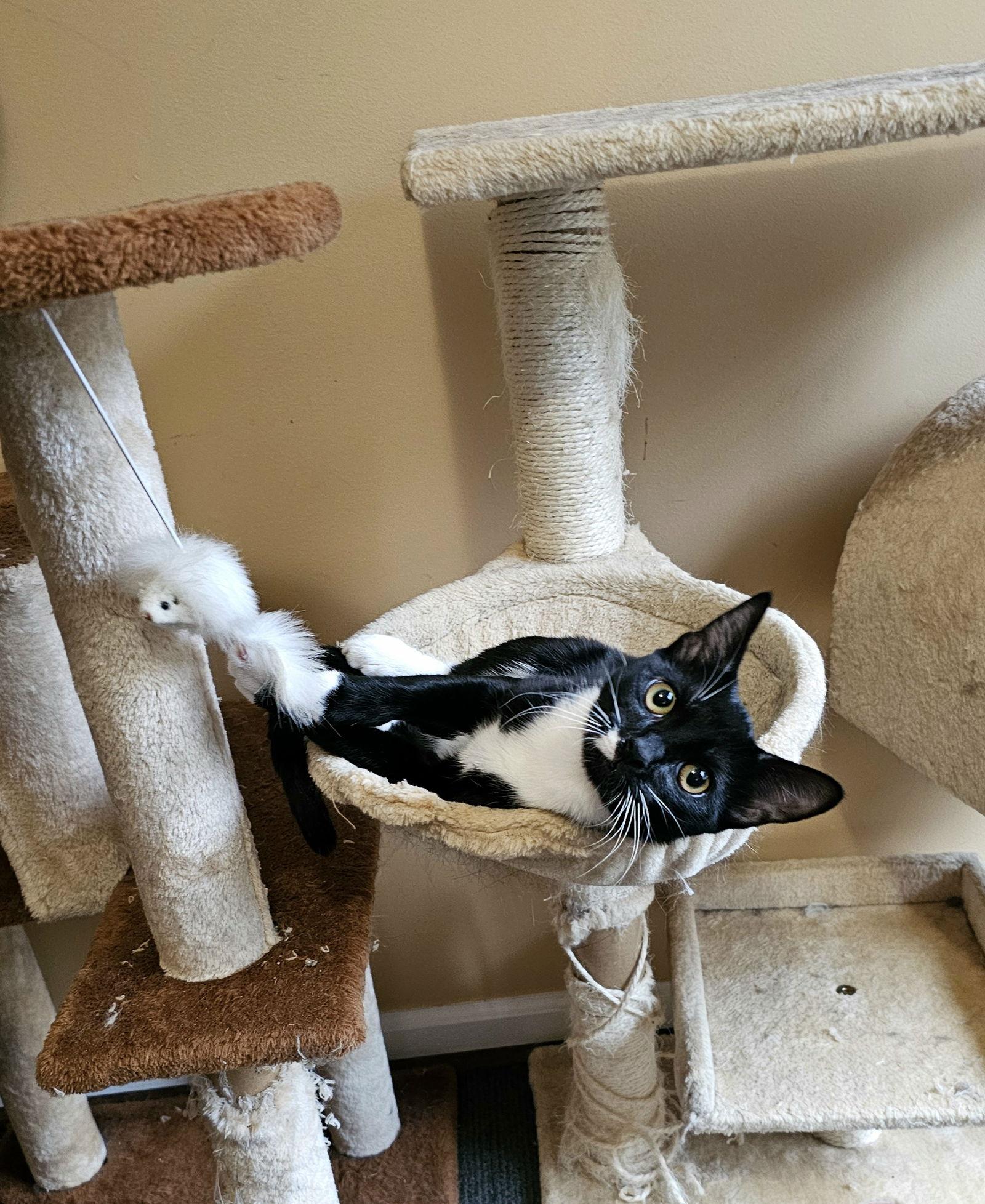 Enlarge Gretchen, a Adopted Tuxedo in Auburn, GA image 3/3