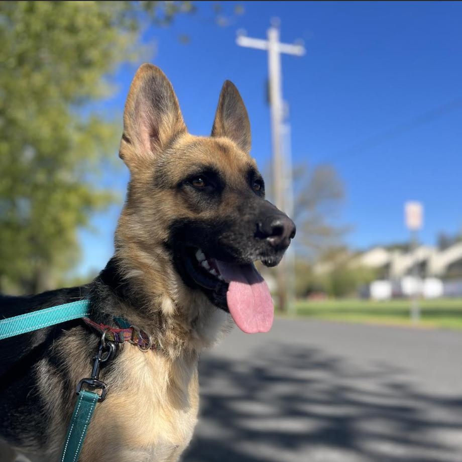 Enlarge Sinclair, a Adoptable German Shepherd Dog in Moscow, ID image 2/6