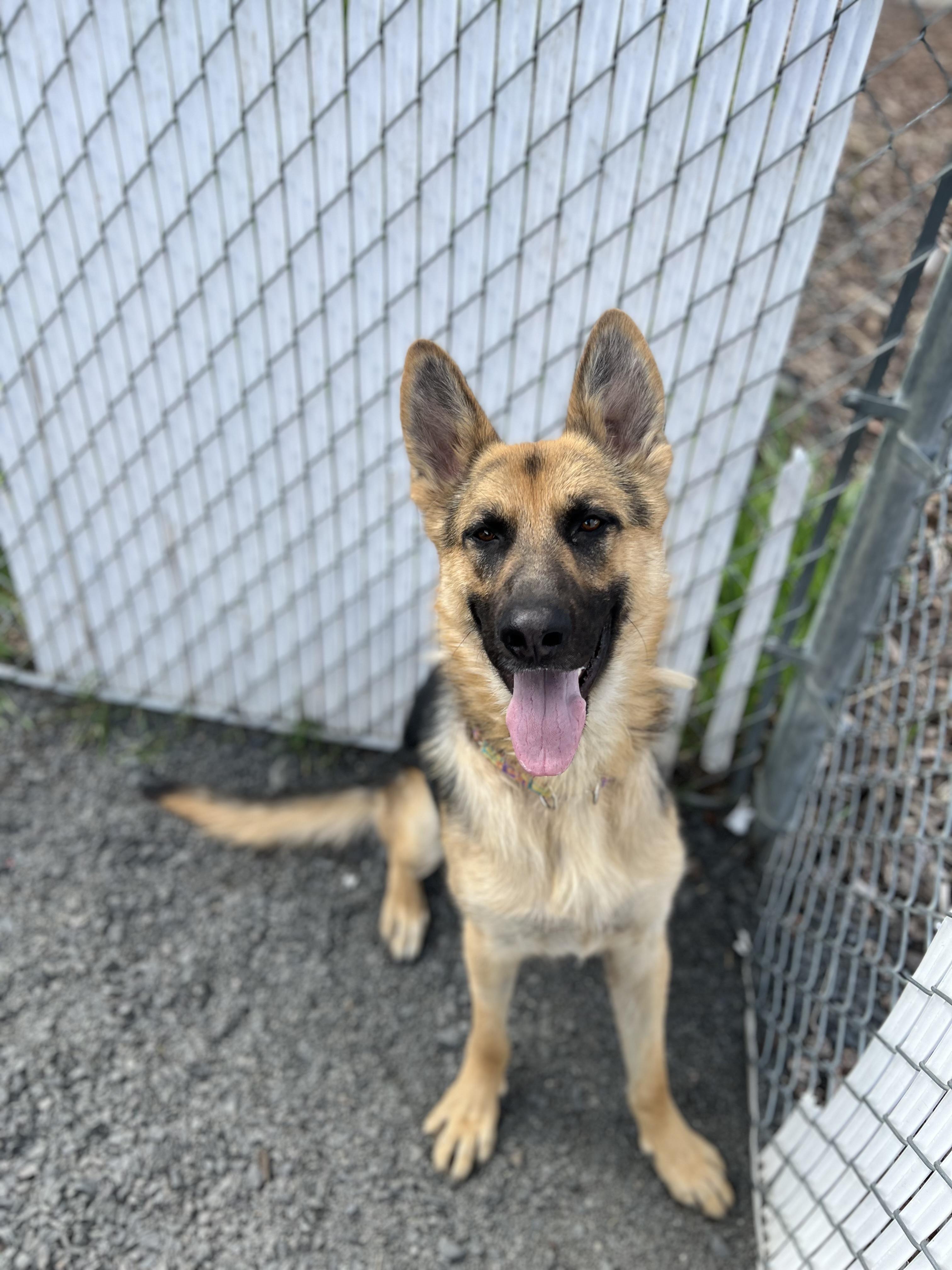 Sinclair, Adoptable, Adult Male German Shepherd Dog.