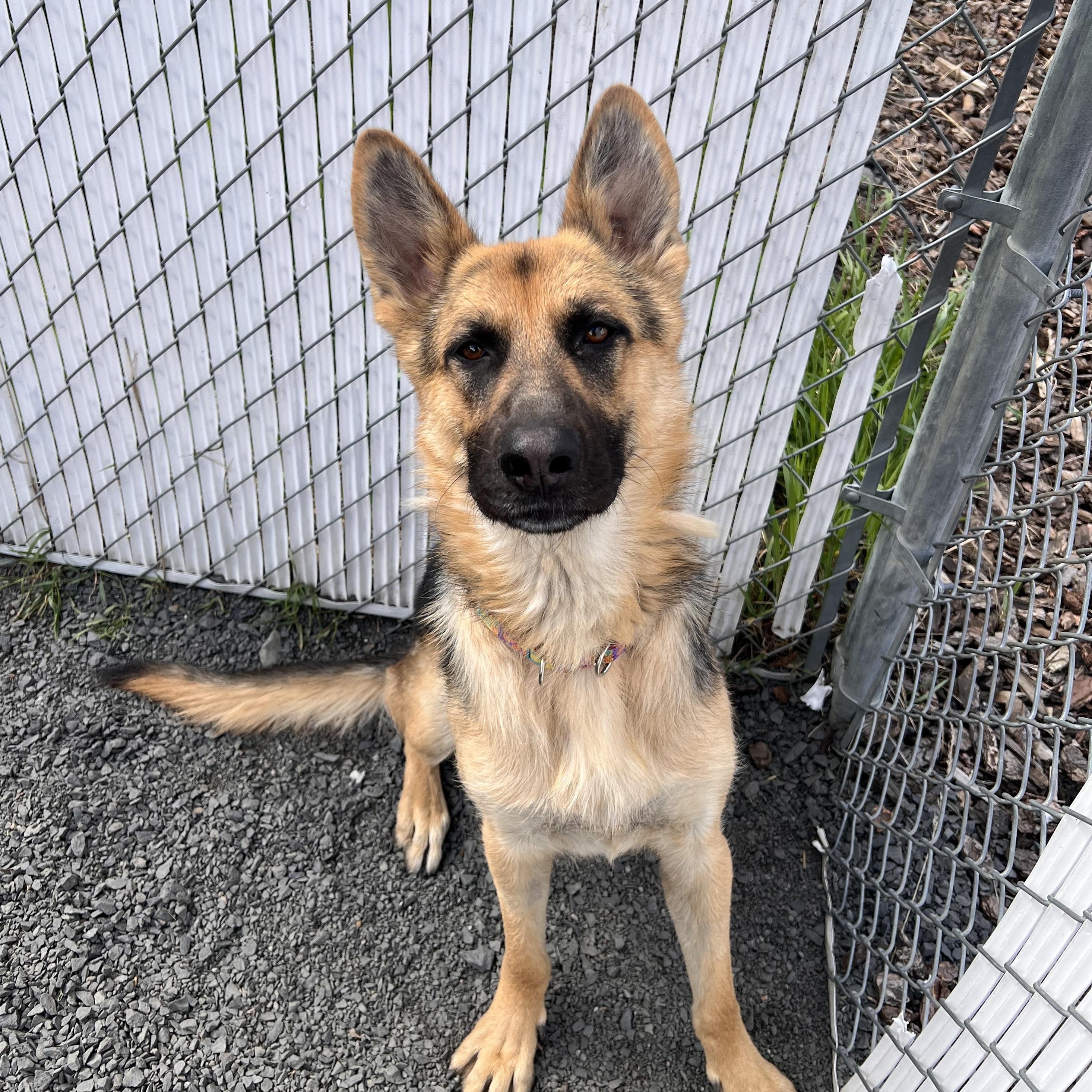 Enlarge Sinclair, a Adoptable German Shepherd Dog in Moscow, ID image 4/6